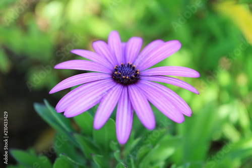 Stunning pastel purple Cape Daisy Antique Rose flower or Daisy Marguerite on Easter Island  Chile  South America