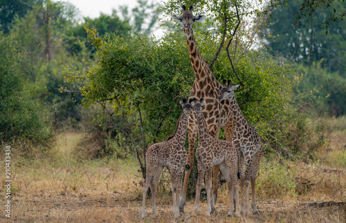 Gl  ckliche Giraffen-Familie bei der Siesta
