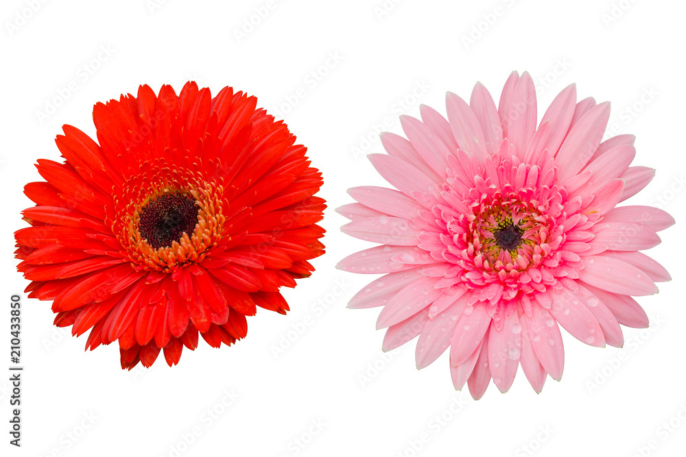 Gerbera flower on white isolated Gerbera flower on white isolated