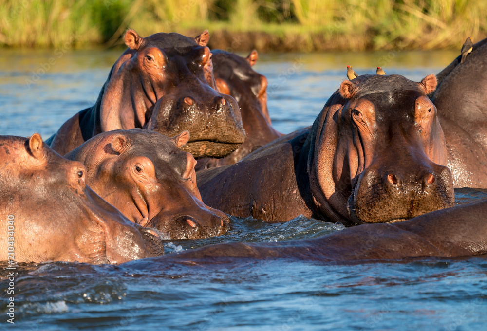 Fototapeta premium Hippo-Treff