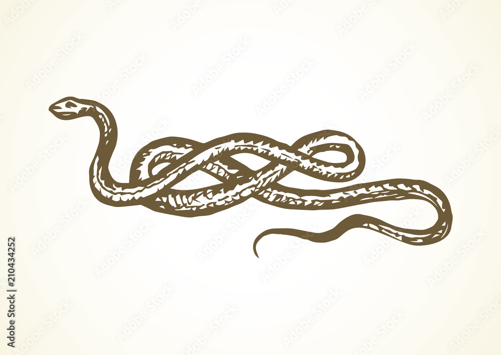 Snake. Vector drawing Snake. Vector drawing