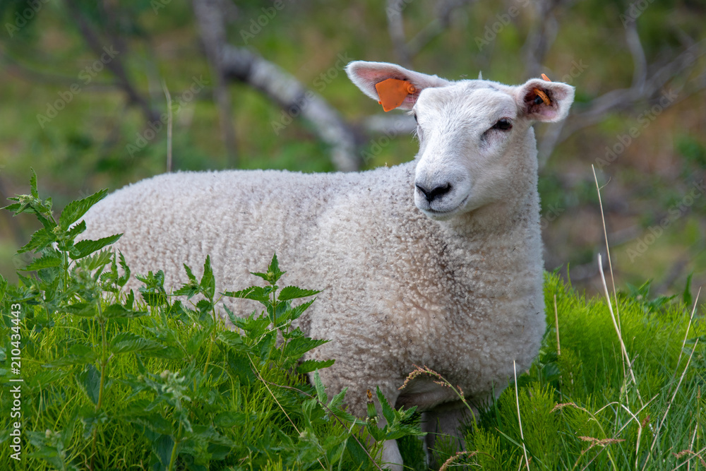 Fototapeta premium A single domestic sheep in green surroundings.