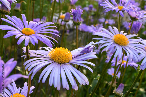 Flowering alpine aster in the garden, Summer