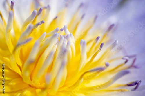 The yellow pollen of the lotus is taken close-up in macro.