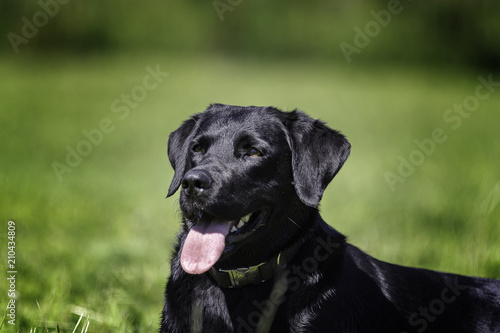 Portrait Schwarzer Labrador