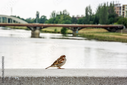 Sparrow in the city photo