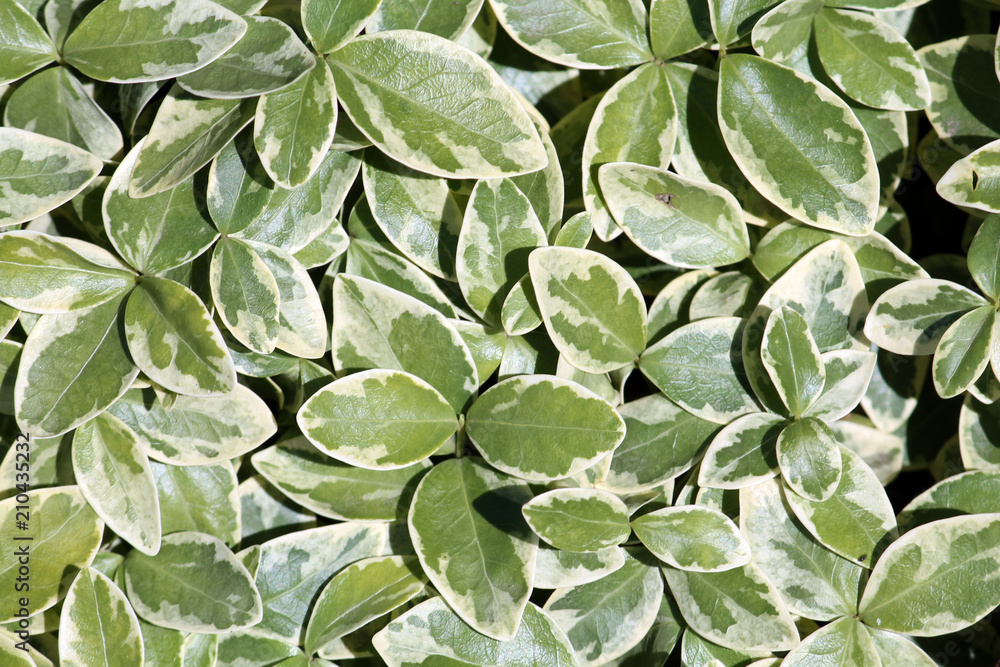 Green leaves with white margins of Vinca minor variegata or lesser periwinkle Green leaves with white margins of Vinca minor variegata or lesser periwinkle