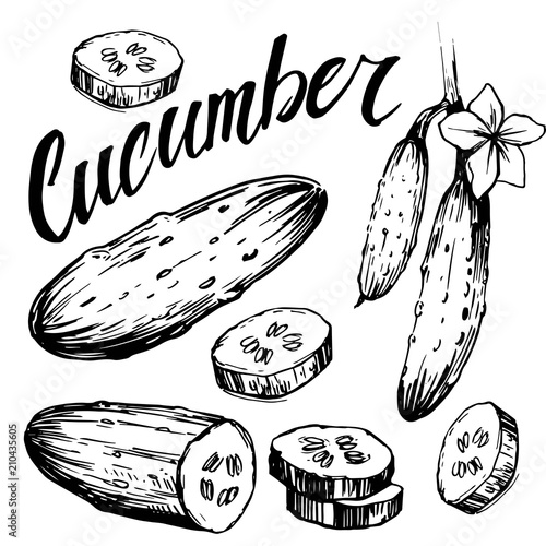 Cucumber sketch. Hand drawn vector