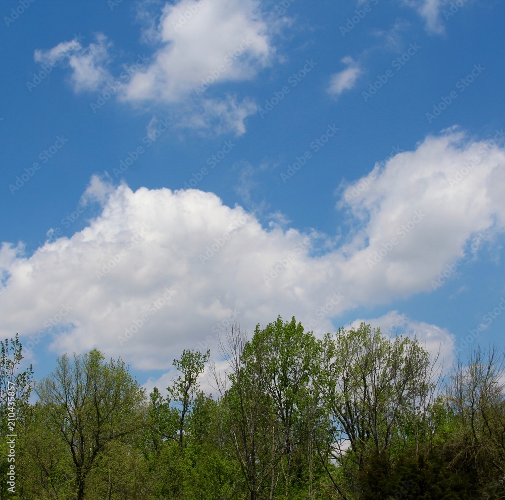 The white cloudscape above the tree tops. The white cloudscape above the tree tops.