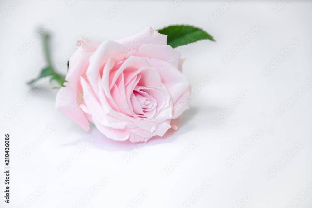 Fototapeta premium A Soft Pink Rose