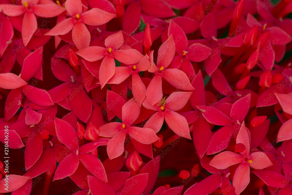 Rote Blüte Rote Blüte
