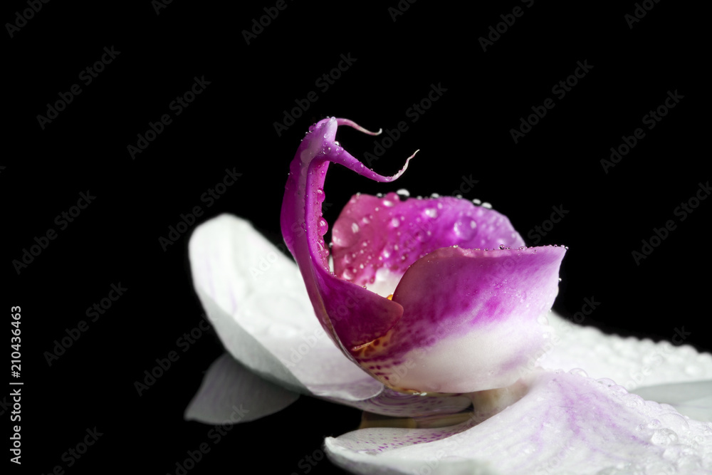 Orchid floating on water with reflection to resemble a swimming swan Orchid floating on water with reflection to resemble a swimming swan