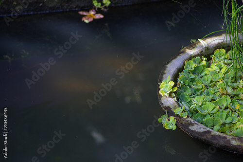 Teich mit Pflanze