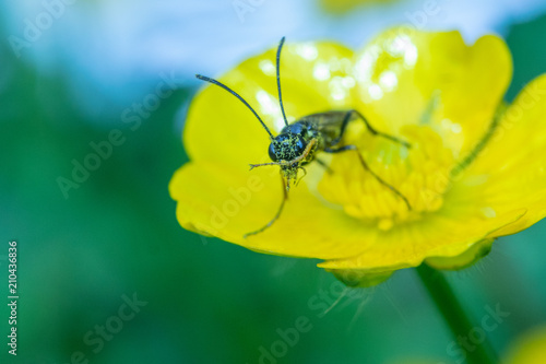 Fly On Buttercup