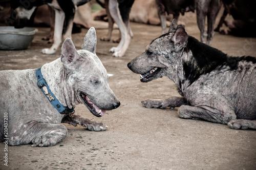 Leprosy asian dog, animal sick leprosy skin problem, Homeless sick street dog, Rabies infection risk on abandoned mixed-breed dog