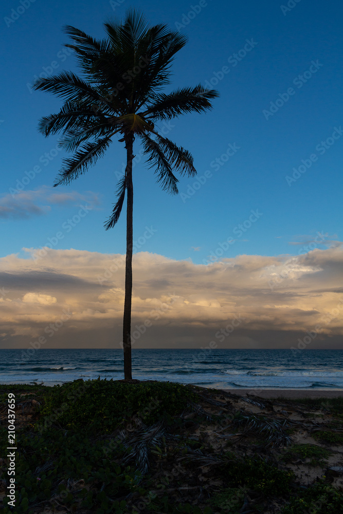 Palm tree pointing to the sky during sunset at the edge of the sea