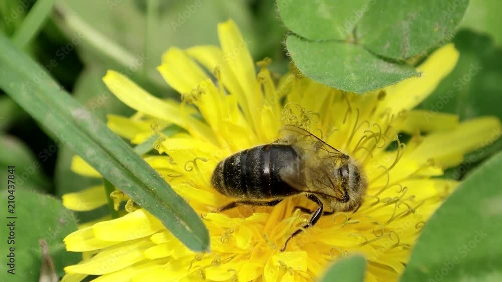 one of the bees collects nectar for the hive one of the bees collects nectar for the hive