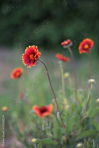 glade red flowers rudbeckia