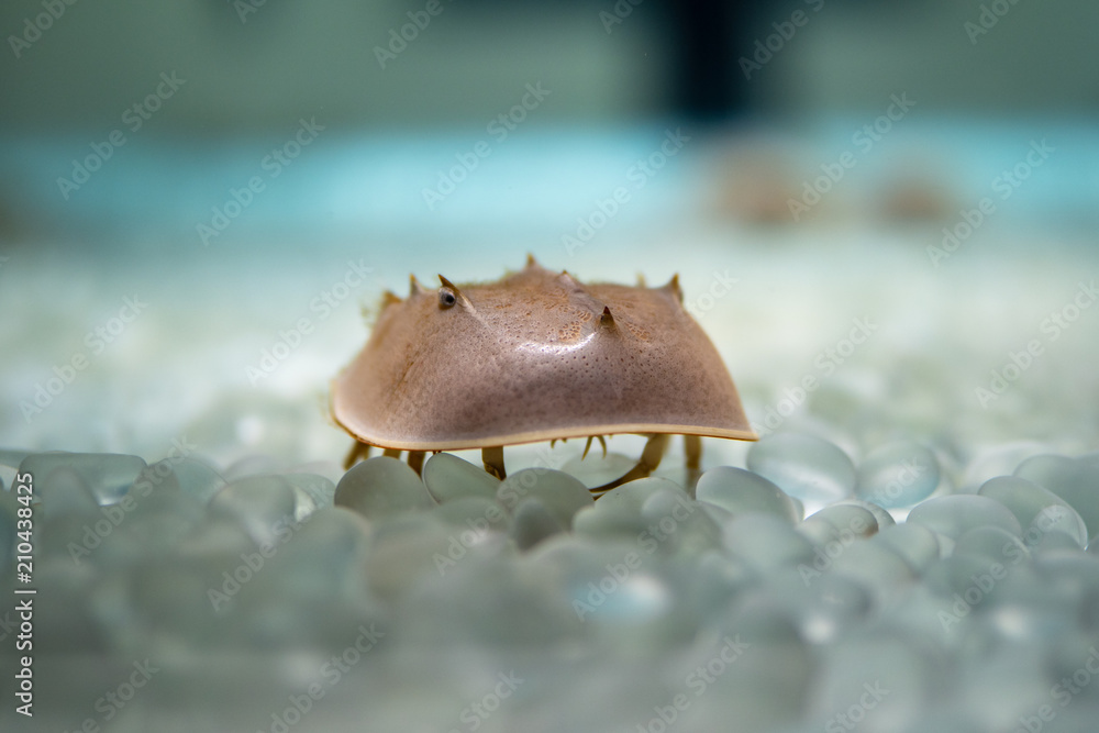 アメリカカブトガニ Stock Photo Adobe Stock