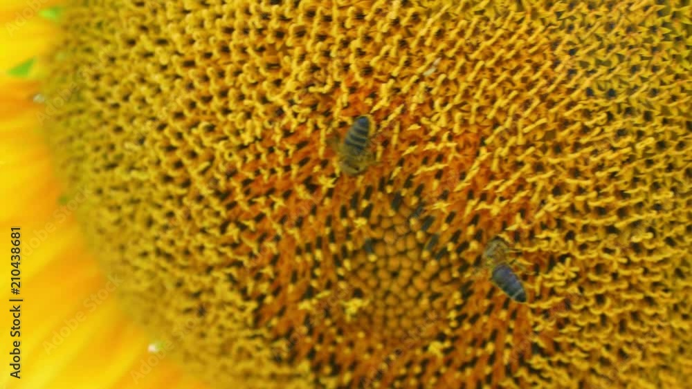 Detail of bee trying to find the best pollen on the head of sunflower. Sunny weather. 4K Detail of bee trying to find the best pollen on the head of sunflower. Sunny weather. 4K