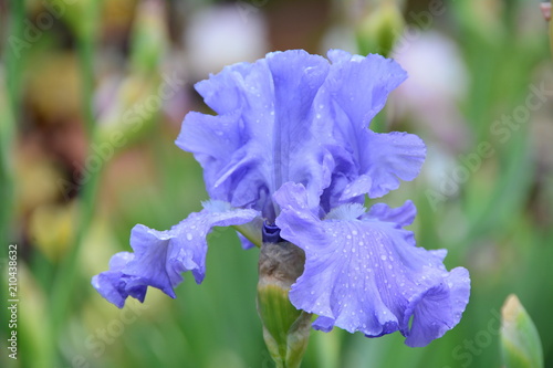 Fototapeta Naklejka Na Ścianę i Meble -  Light blue iris flower 