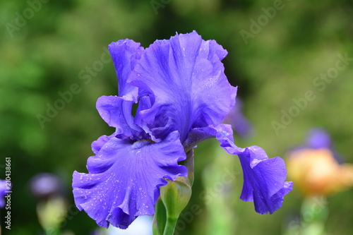 Fototapeta Naklejka Na Ścianę i Meble -  Bright iris flower 