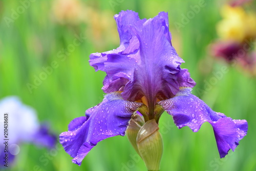 Fototapeta Naklejka Na Ścianę i Meble -  Light blue iris flower