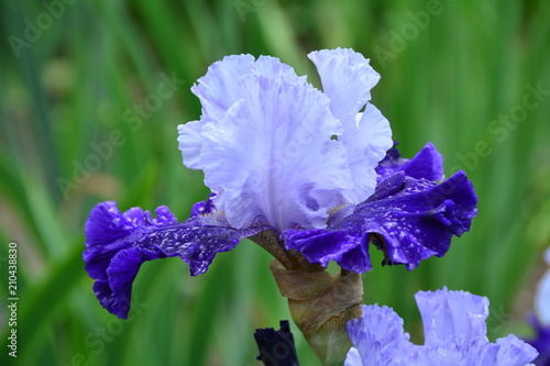 Fototapeta Naklejka Na Ścianę i Meble -  Two blooming irises in the garden