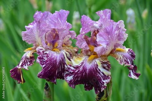 Fototapeta Naklejka Na Ścianę i Meble -  Unusual iris flowers in the garden