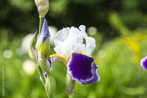 Fototapeta Naklejka Na Ścianę i Meble -  Light iris flower in the garden