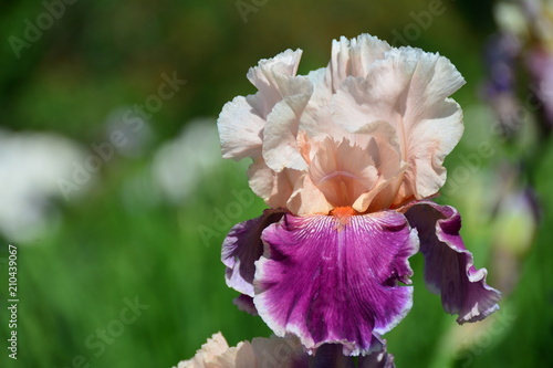 Fototapeta Naklejka Na Ścianę i Meble -  Beautiful blooming iris flower
