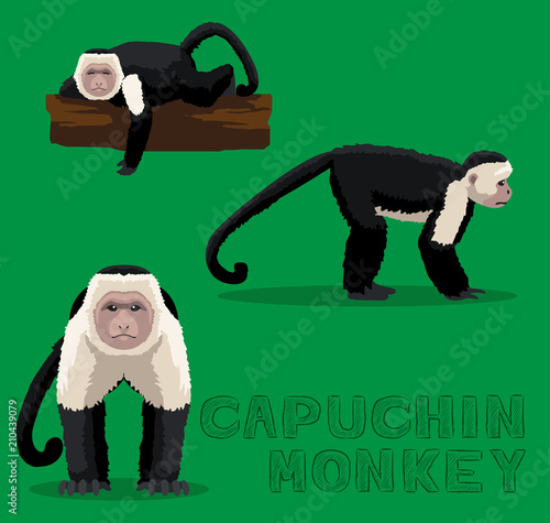 Monkey Capuchin Cartoon Vector Illustration