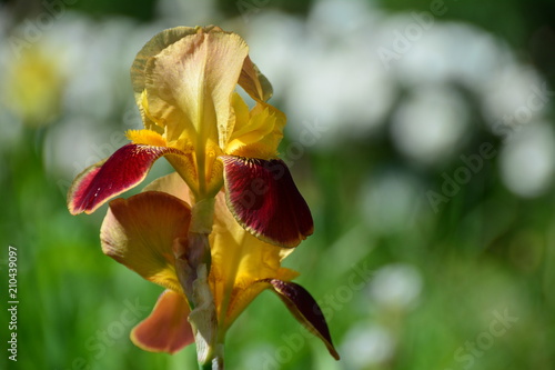 Fototapeta Naklejka Na Ścianę i Meble -  Fresh yellow iris in the garden