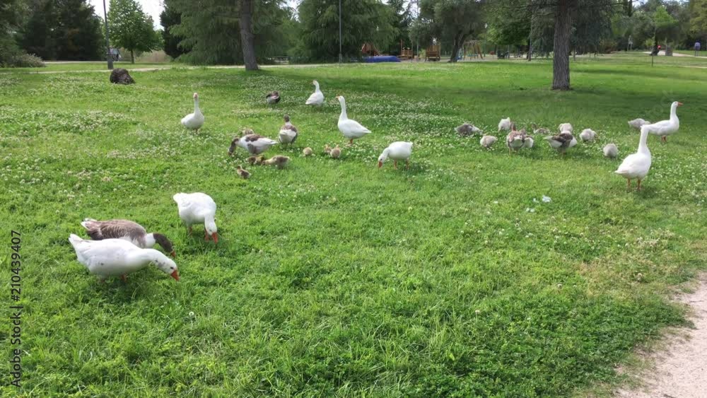 Patos comiendo hierba en el parque. Patos comiendo hierba en el parque.