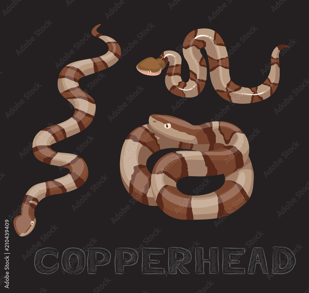 Obraz premium Snake Copperhead Cartoon Vector Illustration