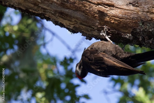 Shiloh Ranch Regional California Woodpecker. The park includes oak woodlands, forests of mixed evergreens, ridges with sweeping views of the Santa Rosa Plain, canyons, rolling hills, a shaded creek