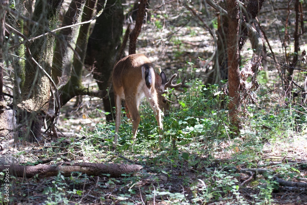 Shiloh Ranch Regional California deer. The park includes oak woodlands, forests of mixed evergreens, ridges with sweeping views of the Santa Rosa Plain, canyons, rolling hills, a shaded creek, and a Shiloh Ranch Regional California deer. The park includes oak woodlands, forests of mixed evergreens, ridges with sweeping views of the Santa Rosa Plain, canyons, rolling hills, a shaded creek, and a