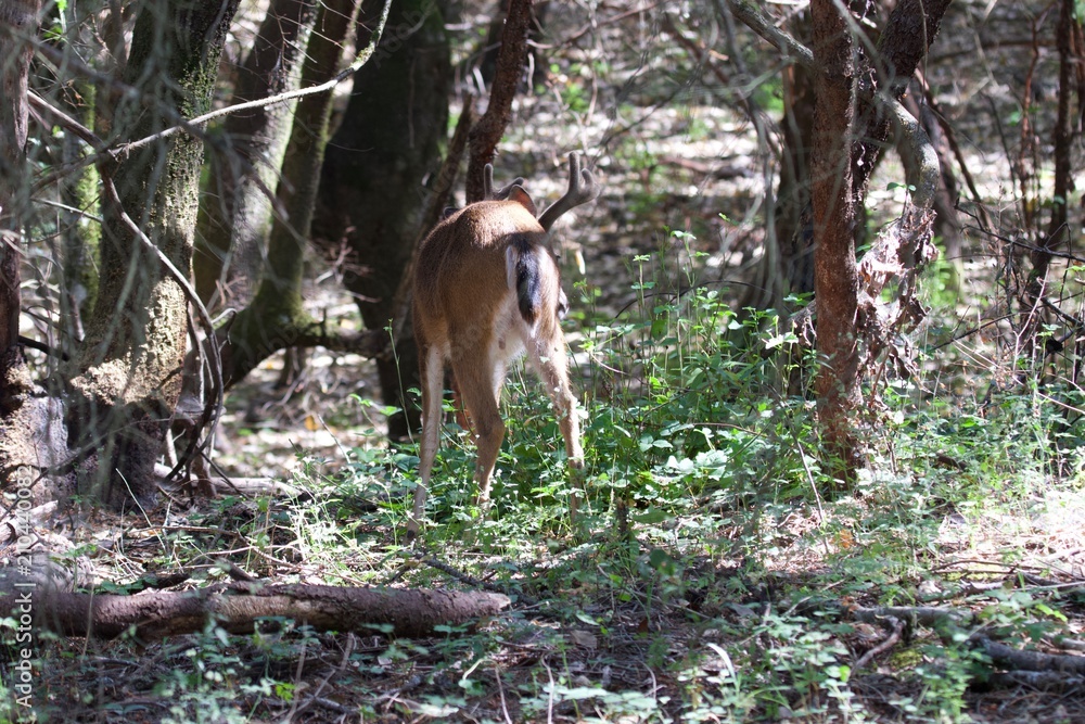 Fototapeta premium Shiloh Ranch Regional California deer. The park includes oak woodlands, forests of mixed evergreens, ridges with sweeping views of the Santa Rosa Plain, canyons, rolling hills, a shaded creek, and a 