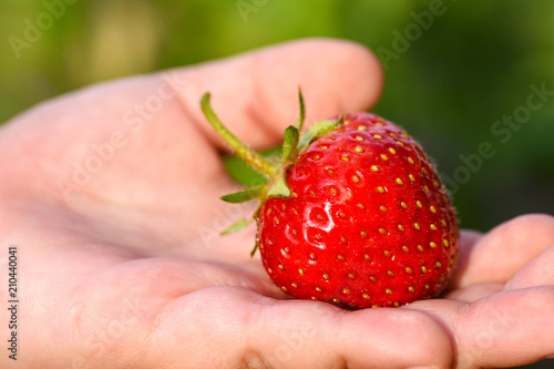 Red strawberry in a child hand close-up in the field, copypaste photo