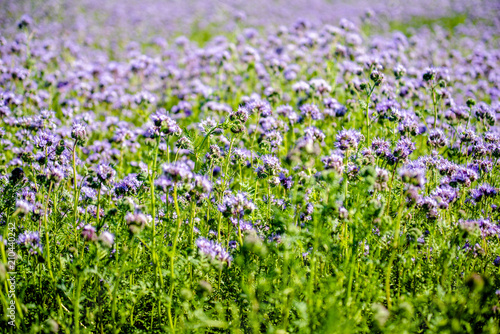 The purple phacelia plantation blooms in summer