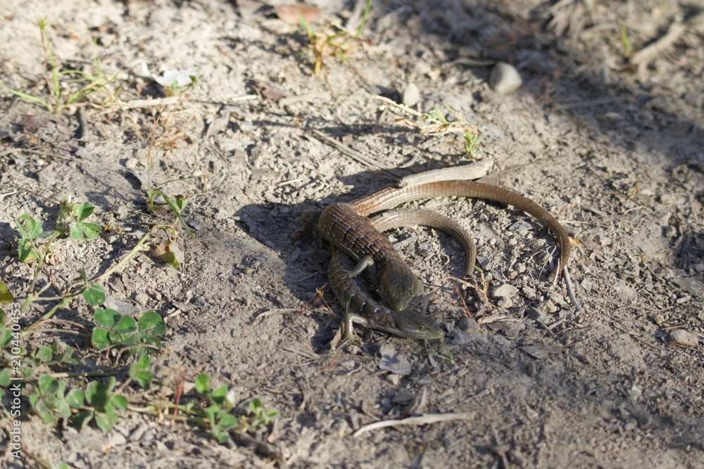 Shiloh Ranch Regional California lizar  The park includes oak woodlands, forests of mixed evergreens, ridges with sweeping views of the Santa Rosa Plain, canyons, rolling hills, a shaded creek, and a 