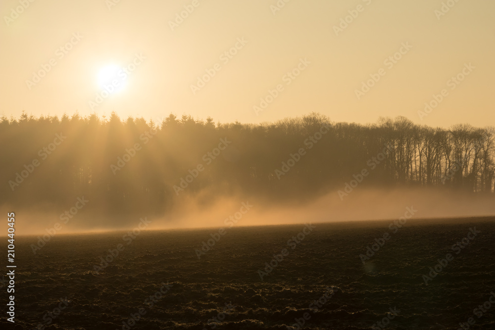 country landscape in the morning in the mist