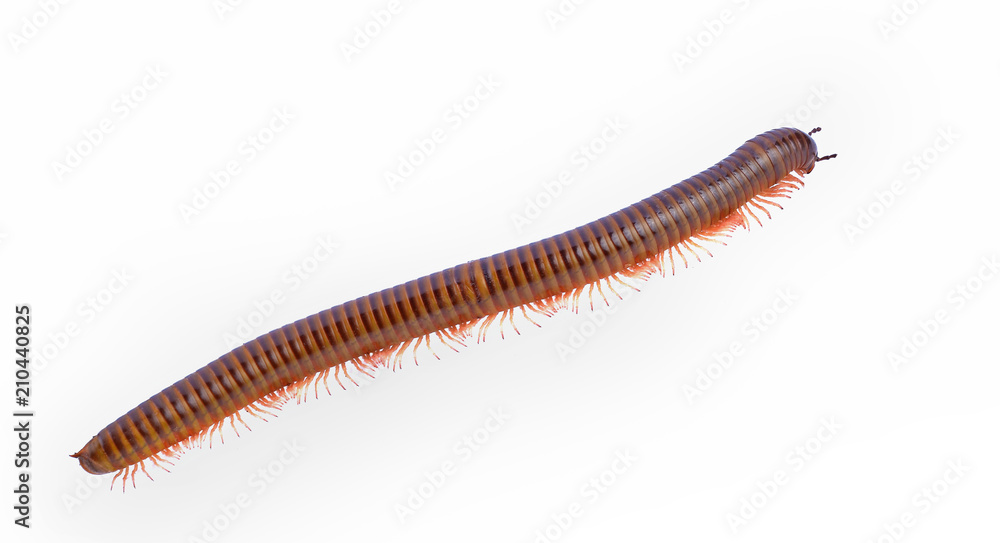 brown millipede isolated on white background brown millipede isolated on white background