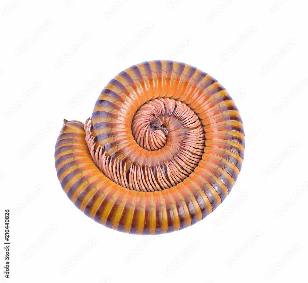 Millipede rolled in to circle on white background Millipede rolled in to circle on white background