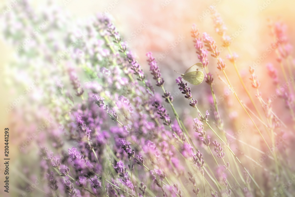 Naklejka premium Piękny ogród kwiatowy z kwiatem lawendy, selektywne skupienie się na motyle na lawendzie
