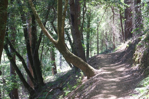 Armstrong Redwoods State Natural Reserve, California - to preserve 805 acres of coast redwoods (Sequoia sempervirens). The reserve is located in Sonoma County, Guerneville.armstrong,redwood,nature,cal