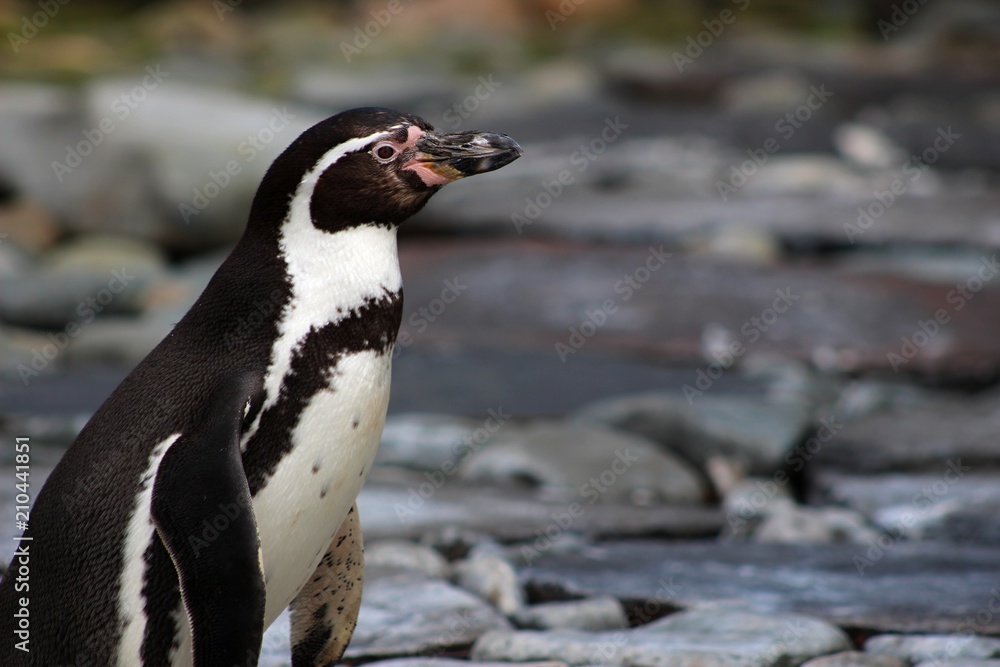 Obraz premium Penguin Detail Side View Closeup