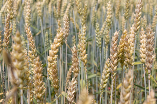 defocusing. background. field of wheat.