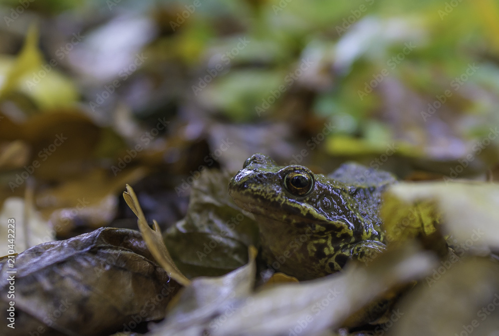 Frog. Aututmn forest Frog. Aututmn forest