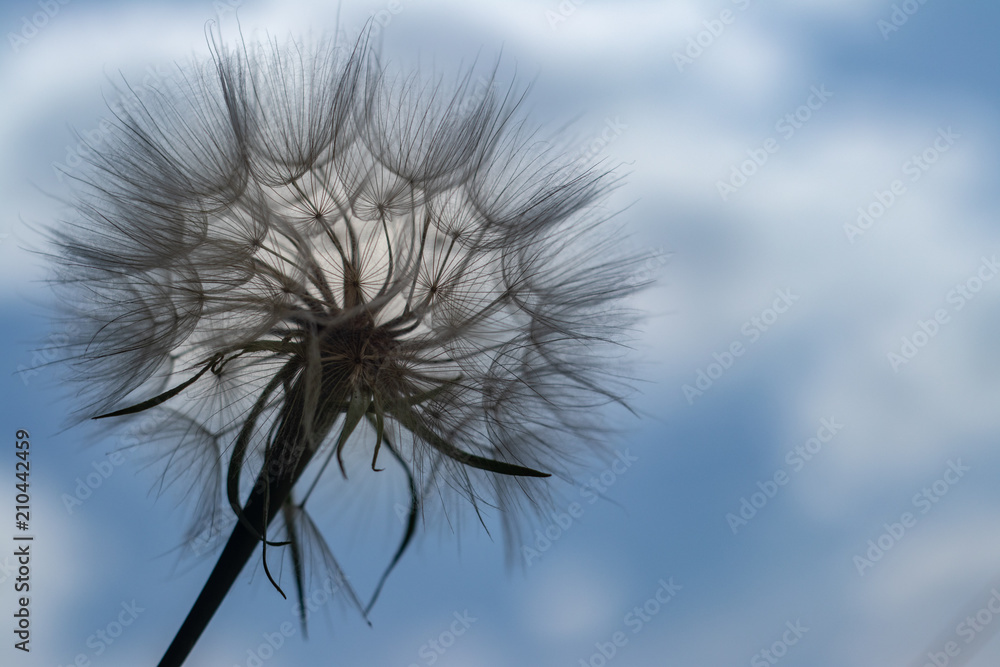 defocusing. dandelion flower on blue sky background